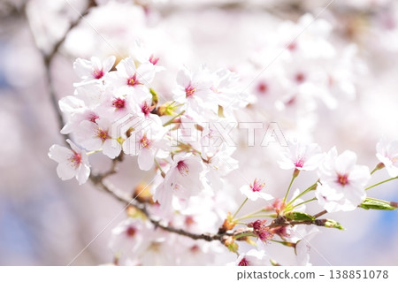 The cherry blossoms in full bloom are beautifully illuminated by the bright spring light, creating a magnificent and spectacular scene. The cherry blossoms in full bloom are beautifully illuminated by the bright spring light, creating a magnificent and spectacular scene. 138851078