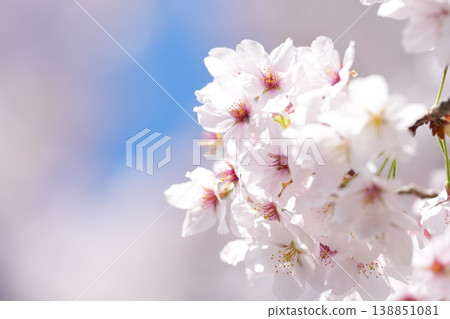 The beautiful cherry blossoms in full bloom create a quintessentially Japanese scene, brilliantly marking the arrival of spring. The beautiful cherry blossoms in full bloom create a quintessentially Japanese scene, brilliantly marking the arrival of spring. 138851081
