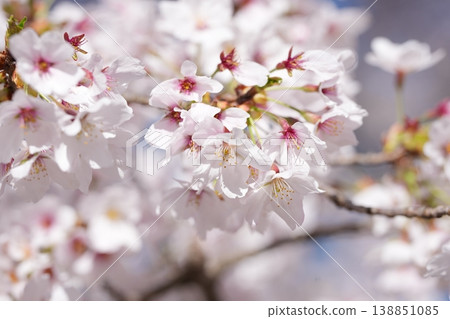 A beautiful and uplifting image of cherry blossoms in full bloom swaying in the spring breeze. 138851085