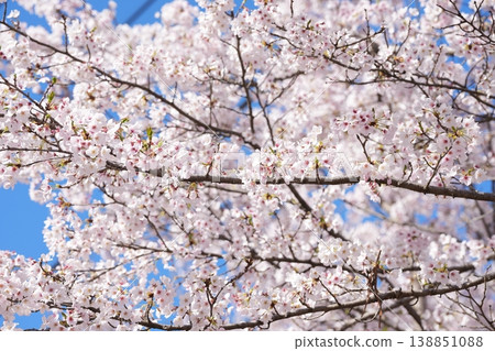 A bright and beautiful natural scene where cherry blossoms in full bloom brilliantly announce the arrival of spring. A bright and beautiful natural scene where cherry blossoms in full bloom brilliantly announce the arrival of spring. 138851088