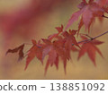 Surrounded by the beauty of autumn nature, the vibrant red autumn leaves create a beautiful and soothing scene. 138851092