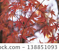 A scene full of seasonal charm, with vibrant red autumn leaves spreading out under the autumn sky. 138851093