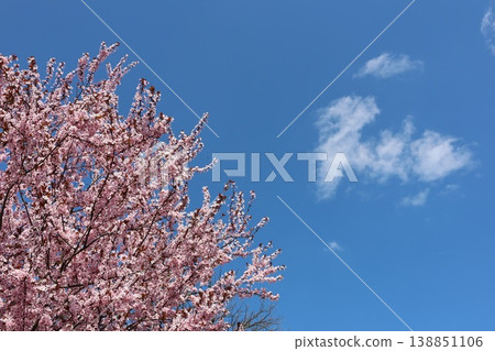 Blooming cherry blossom branches against a clear blue sky with soft white clouds, Blooming cherry blossom branches against a clear blue sky with soft white clouds, 138851106