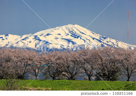 The cherry blossom trees along Akagawa The cherry blossom trees along Akagawa 138851166