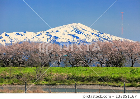 The cherry blossom trees along Akagawa The cherry blossom trees along Akagawa 138851167