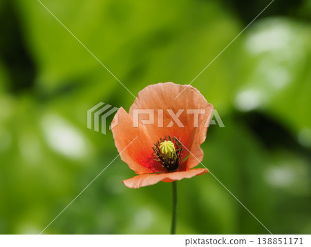 長頭罌粟是一種繁殖率很高的入侵物種。 138851171