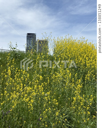 Rape blossoms are in full bloom along the riverbank. Rape blossoms are in full bloom along the riverbank. 138851249