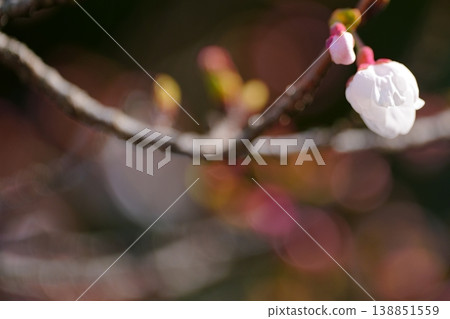 櫻花初綻，花苞初綻：春日自然的近景 138851559