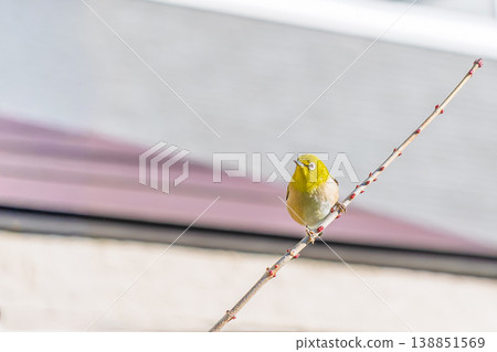 Japanese white-eye perching on a branch Japanese white-eye perching on a branch 138851569