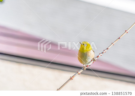 Japanese white-eye perching on a branch Japanese white-eye perching on a branch 138851570