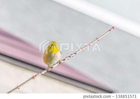 Japanese white-eye perching on a branch Japanese white-eye perching on a branch 138851571