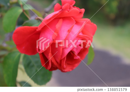 一朵鮮紅的花朵，被秋雨打濕。 138851579