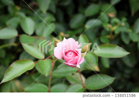 A single bud blooming in the autumn mist A single bud blooming in the autumn mist 138851586