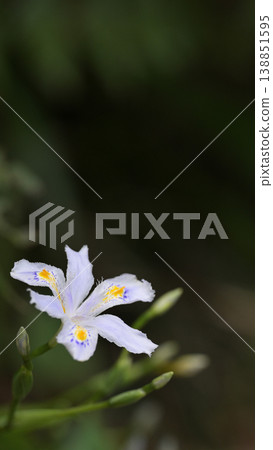 Iris japonica flowers blooming in soft light - Springtime Japanese background material Iris japonica flowers blooming in soft light - Springtime Japanese background material 138851595