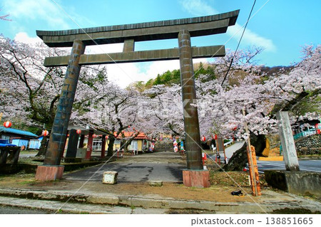 春日里，鬼怒川溫泉增添了一抹亮麗的色彩…藤原町護國神社的櫻花盛開。 138851665