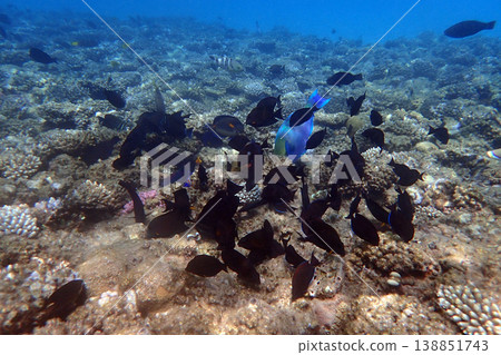 nice coral reef in the Egypt, Safaga nice coral reef in the Egypt, Safaga 138851743