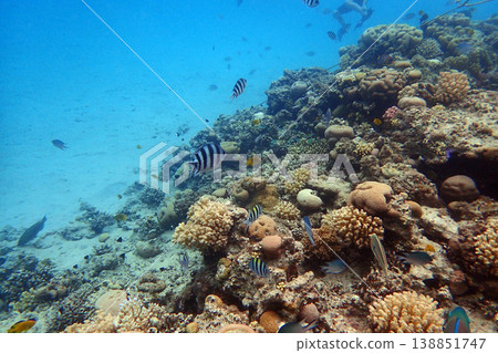 nice coral reef in the Egypt, Safaga 138851747