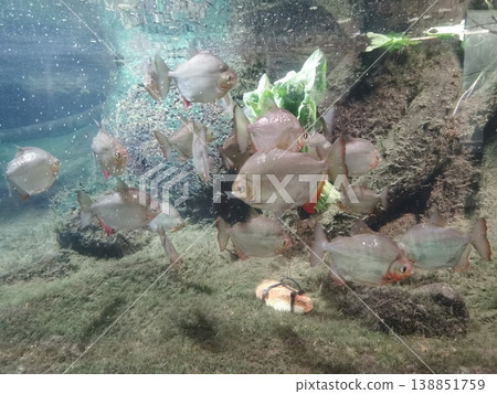 small piranha fishes in the aquarium small piranha fishes in the aquarium 138851759