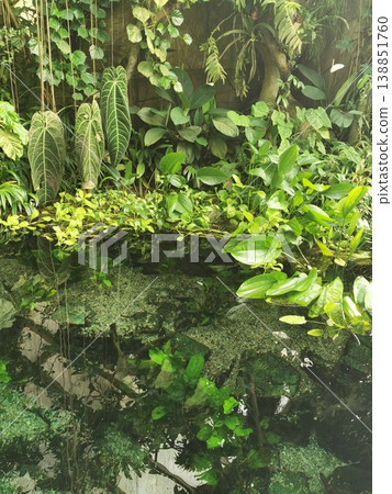 tropical green jungle tropical green jungle 138851760