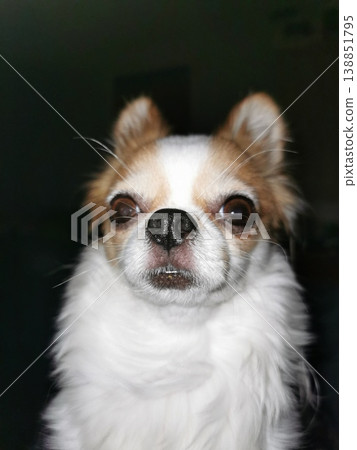 head of chihuahua on the black background head of chihuahua on the black background 138851795