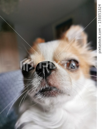 head of chihuahua on the black background head of chihuahua on the black background 138851824