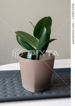 Vertical portrait of a beautiful green Ficus elastica houseplant in a modern grey pot. Vertical portrait of a beautiful green Ficus elastica houseplant in a modern grey pot. 138851836