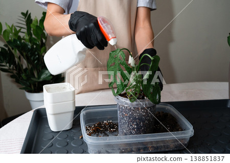Spraying water on the leaves of a Monstera Adansonii houseplant. Spraying water on the leaves of a Monstera Adansonii houseplant. 138851837