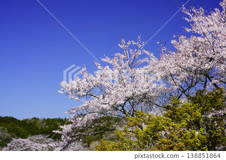柳生春景,櫻花盛開 柳生春景,櫻花盛開 138851864