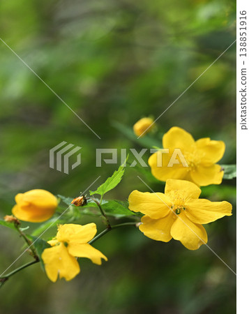 A landscape of springtime Japanese kerria flowers in clusters - soft background material A landscape of springtime Japanese kerria flowers in clusters - soft background material 138851916