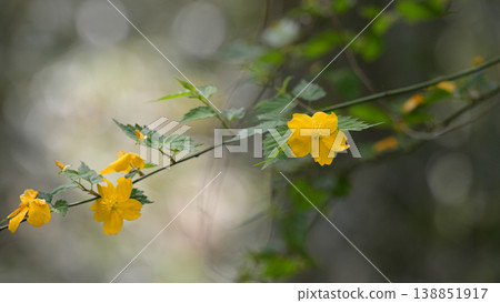 A landscape of springtime Japanese kerria flowers in clusters - soft background material 138851917