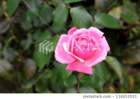 The last rose, faintly glowing in the late autumn sunlight. 138852033