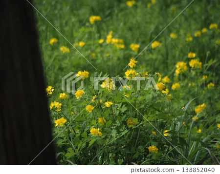 Yellow flowers of spring: Celandine 138852040
