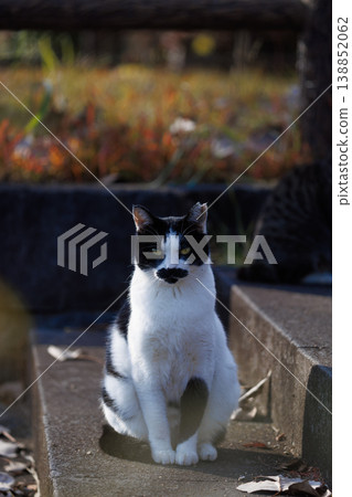 一隻流浪貓,身上長著清晰獨特的鬍鬚狀花紋。 一隻流浪貓,身上長著清晰獨特的鬍鬚狀花紋。 138852062