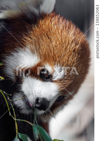 動物園裡一隻小熊貓正在吃竹葉。 138852063