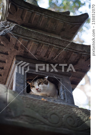 A stray cat inside a lantern at a shrine. A stray cat inside a lantern at a shrine. 138852070