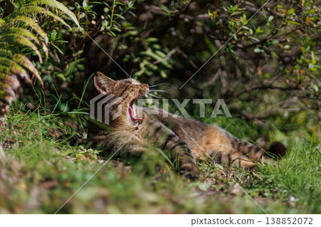 A stray cat yawning while playing in the park A stray cat yawning while playing in the park 138852072