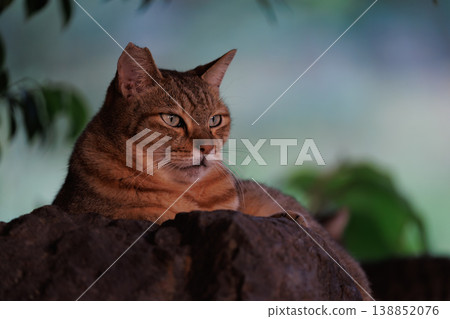 A stray cat with a tabby pattern against a sunset. A stray cat with a tabby pattern against a sunset. 138852076
