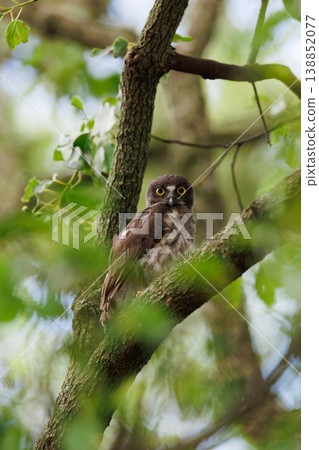 A brown hawk-owl is perched on a branch in the forest. A brown hawk-owl is perched on a branch in the forest. 138852077