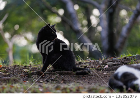 A stray black cat looking back, creating a fantastical atmosphere. A stray black cat looking back, creating a fantastical atmosphere. 138852079