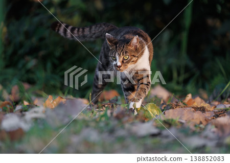 A stray cat with a dynamic Bengal pattern against a sunset backdrop. A stray cat with a dynamic Bengal pattern against a sunset backdrop. 138852083