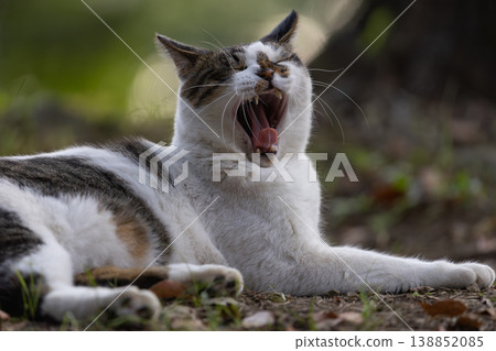 A tabby and a spotted stray cat yawning widely. A tabby and a spotted stray cat yawning widely. 138852085