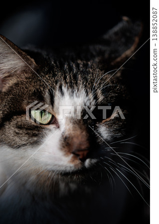 A close-up shot of a tabby stray cat staring intently. A close-up shot of a tabby stray cat staring intently. 138852087
