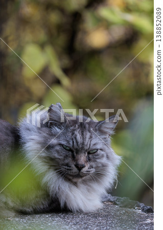 A stray cat with a fluffy collar 138852089