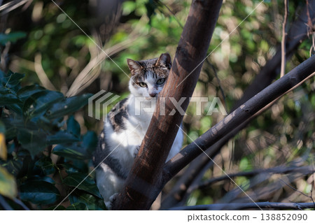 A stray cat peeking out from a tree A stray cat peeking out from a tree 138852090