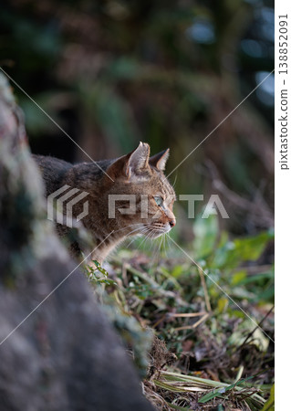 A tabby stray cat suddenly pops its head out. A tabby stray cat suddenly pops its head out. 138852091