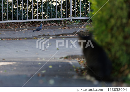 A tabby cat preying on pigeons A tabby cat preying on pigeons 138852094
