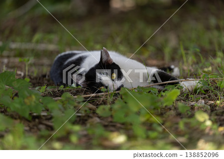 A stray cat with round eyes and a spotted pattern lounging around. A stray cat with round eyes and a spotted pattern lounging around. 138852096