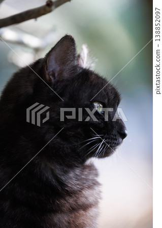A close-up of the profile of a black tabby stray cat. A close-up of the profile of a black tabby stray cat. 138852097