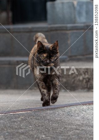A sharp-looking and cool calico stray cat A sharp-looking and cool calico stray cat 138852098