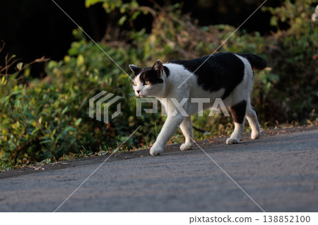 A stray cat walking by against the sunset A stray cat walking by against the sunset 138852100
